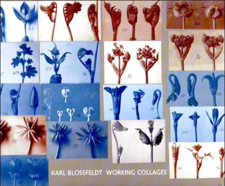 Karl Blossfeldt Hardcover by edited by Ann Wilde and Jürgen Wilde