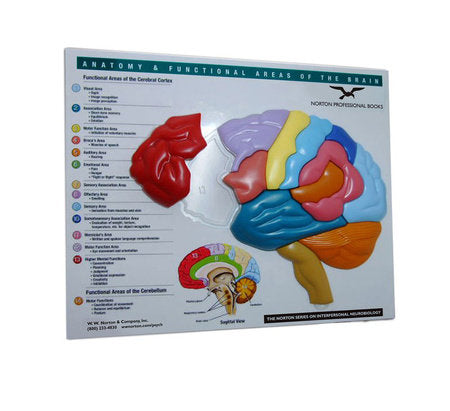 Anatomy and Functional Areas of the Brain Paperback by Norton Professional Books
