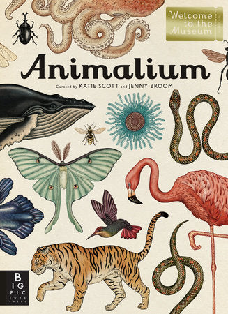 Animalium Hardcover by Jenny Broom; Illustrated by Katie Scott