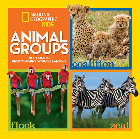 Animal Groups Hardcover by Jill Esbaum