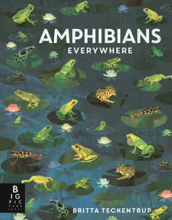 Amphibians Everywhere Hardcover by Camilla de la Bedoyere; Illustrated by Britta Teckentrup