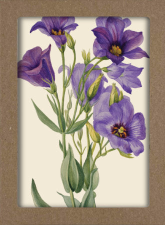 Smithsonian Wildflower Notecard Set - Artwork by Mary Vaux Walcott Merchandise by Smithsonian Institution