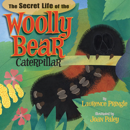 The Secret Life of the Woolly Bear Caterpillar Hardcover by Laurence Pringle; Illustrated by Joan Paley