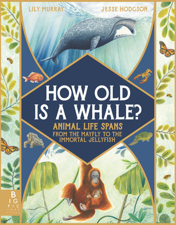 How Old Is a Whale?: Animal Life Spans from the Mayfly to the Immortal Jellyfish Hardcover by Lily Murray