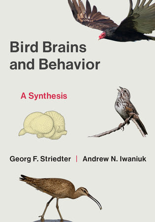 Bird Brains and Behavior Paperback by Georg F. Striedter and Andrew N. Iwaniuk