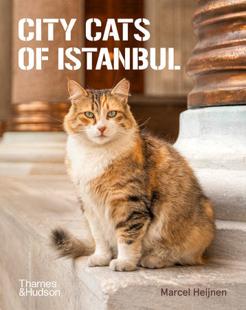 City Cats of Istanbul Paperback by Marcel Heijnen