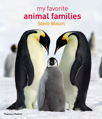 My Favorite Animal Families Hardcover by Steve Bloom;David Henry Wilson