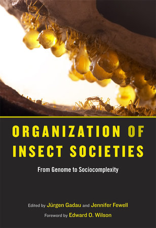 Organization of Insect Societies Hardcover by Jurgen Gadau