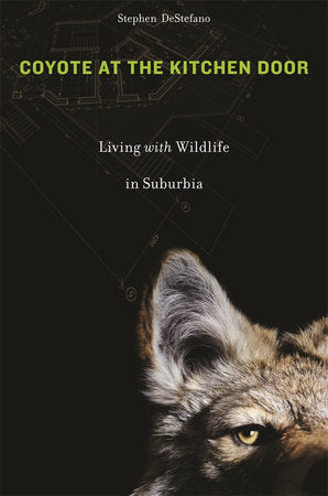 Coyote at the Kitchen Door Paperback by Stephen DeStefano