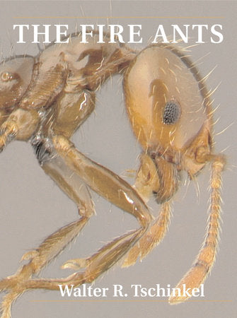 Fire Ants Paperback by Walter R. Tschinkel