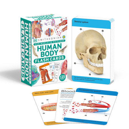 Our World in Pictures Human Body Flash Cards Merchandise by DK