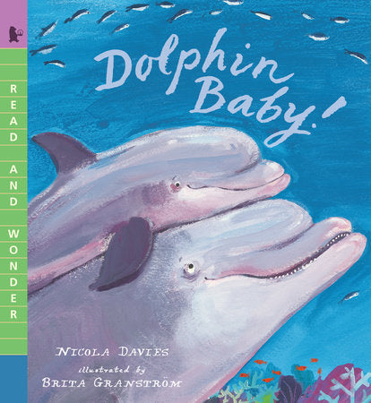 Dolphin Baby! Paperback by Nicola Davies