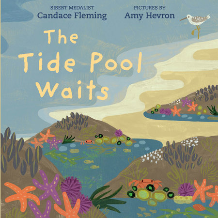 The Tide Pool Waits Paperback by Candace Fleming; illustrated by Amy Hevron