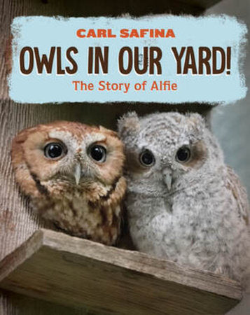 Owls in Our Yard! Hardcover by Carl Safina
