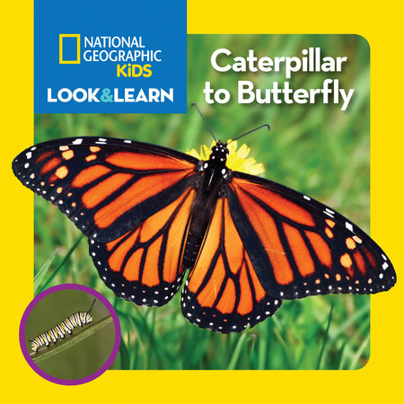 National Geographic Kids Look & Learn: Caterpillar to Butterfly Board Book by National Geographic Kids