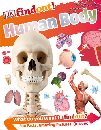 DKfindout! Human Body Paperback by DK