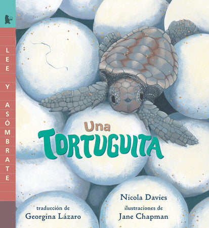 Una tortuguita Paperback by Nicola Davies; illustrated by Jane Chapman