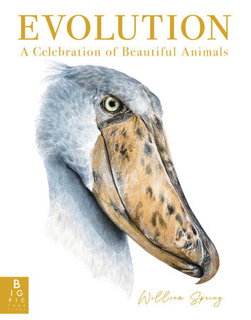 Evolution: A Celebration of Beautiful Animals Hardcover by William Spring; illustrated by William Spring