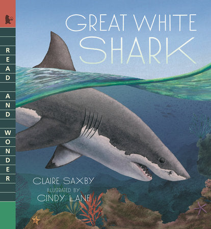 Great White Shark Paperback by Claire Saxby; illustrated by Cindy Lane