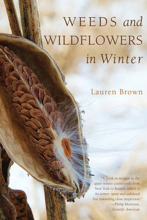 Weeds and Wildflowers in Winter Paperback by Lauren Brown