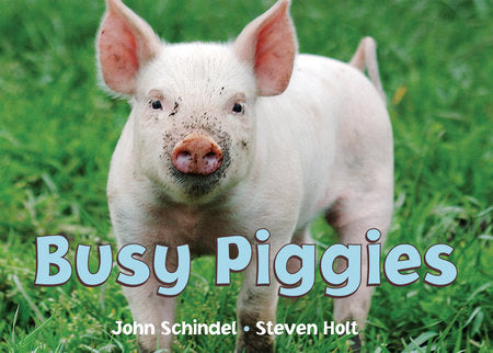 Busy Piggies Board Book by John Schindel; photographed by Steven Holt