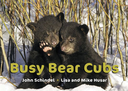 Busy Bear Cubs Board Book by John Schindel