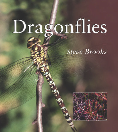 Dragonflies Paperback by Steve Brooks
