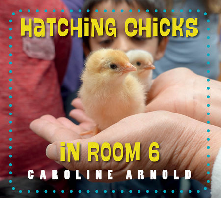 Hatching Chicks in Room 6 Paperback by Caroline Arnold (Author)