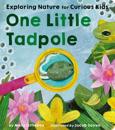 One Little Tadpole Board Book by Molly Littleboy; illustrated by Jacob Souva