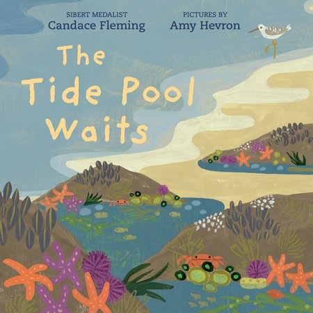 The Tide Pool Waits Hardcover by by Candace Fleming; illustrated by Amy Hevron