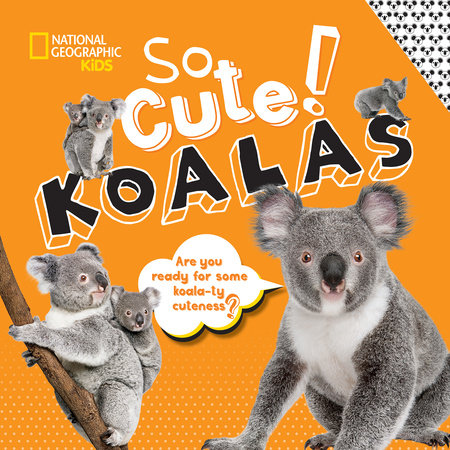 So Cute! Koalas Hardcover by Crispin Boyer