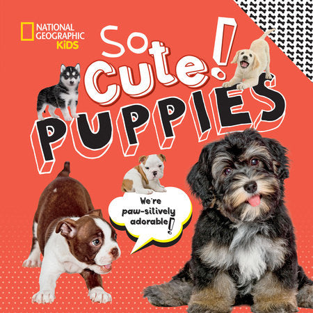 So Cute! Puppies Hardcover by Crispin Boyer