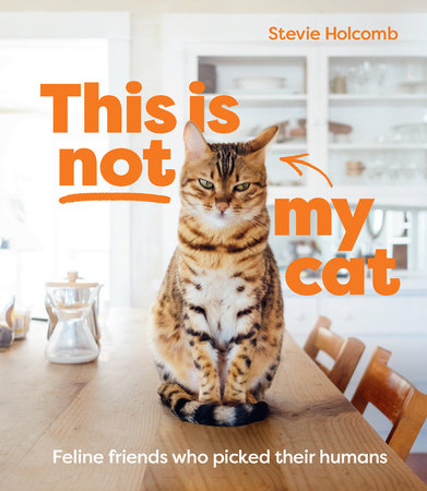 This Is Not My Cat Hardcover by Stevie Holcomb