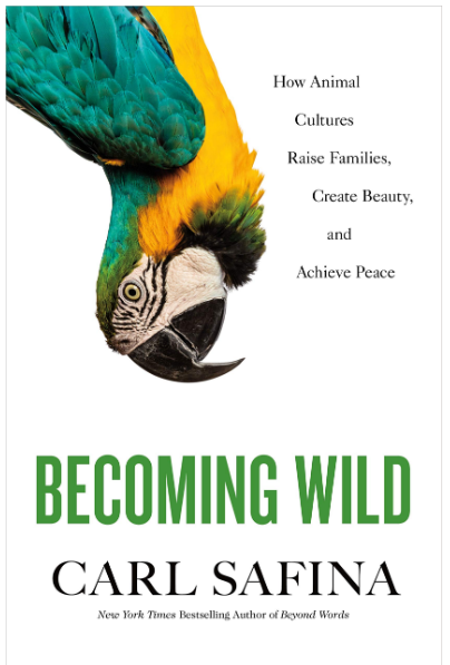 Becoming Wild: How Animal Cultures Raise Families, Create Beauty, and Achieve Peace Hardcover Written by Carl Safina - Best Book Store