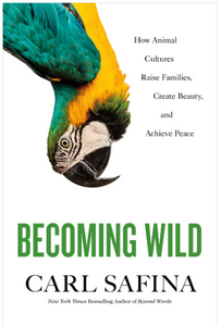Becoming Wild: How Animal Cultures Raise Families, Create Beauty, and Achieve Peace Hardcover Written by Carl Safina - Best Book Store